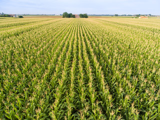 Top view of corn field.