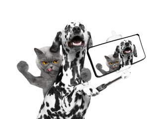 dog and cat photographed selfie on the phone - obrazy, fototapety, plakaty