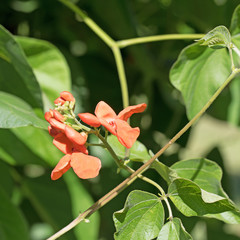 Feuerbohnen, Phaseolus coccineus, Blüte