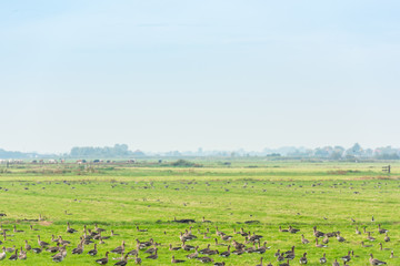 Lots of wild geese searching food on the meadow