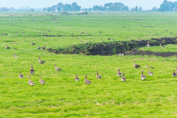 Lots of wild geese searching food on the meadow