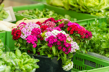 Beautiful carnation flowers at an european market