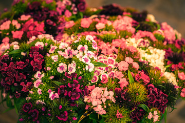 Obraz premium Beautiful carnation flowers at an european market