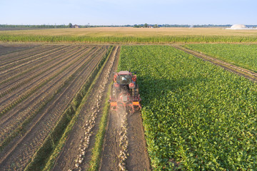 Top view of the tractor in the field of sugar beet. Aerial view.