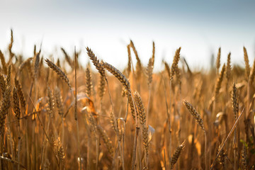 Fototapeta premium Altın rengi buğday başakları