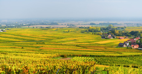 Przemysł winiarski w Alzacji - widok na pola uprawne pełne winorośli. - obrazy, fototapety, plakaty