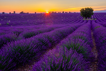 Plakat Tree in lavender field at sunset in Provence, France