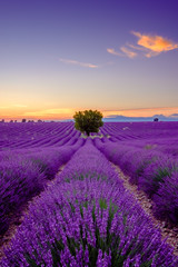 Obrazy na Szkle  Tree in lavender field at sunset in Provence, France
