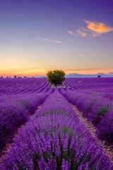 Schilderijen op glas Boom in lavendelveld bij zonsondergang in de Provence, Frankrijk © Anton Gvozdikov
