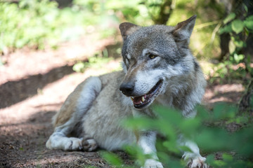 wolf in the forest
