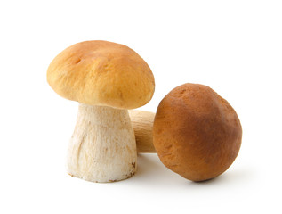 Boletus edulis mushroom isolated on white background close up