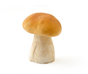 Boletus edulis mushroom isolated on white background close up