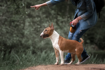 Close Up Pet red Bullterrier Dog Portrait Indoor On nature Background