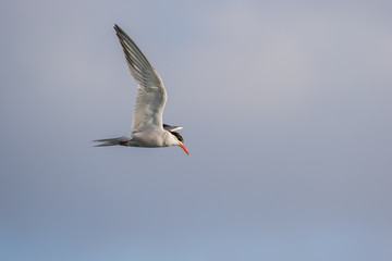 Common Tern in flight