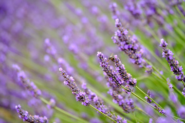 Obraz premium Bee on blooming lavender in a field at Provence