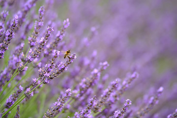 Bee on blooming lavender in a field at Provence