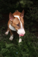 Naklejka na ściany i meble Close Up Pet red Bullterrier Dog Portrait Indoor On nature Background
