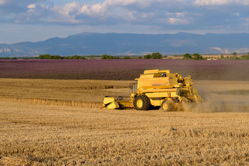 Harvester gathers the wheat crop in a field