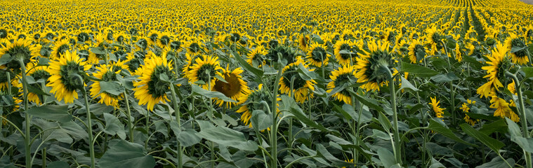 Sonnenblumen auf dem Sonnenblumenfeld