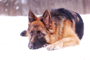 beautiful fluffy German shepherd dog Junior puppy lying in a winter snowy field. age of nine months
