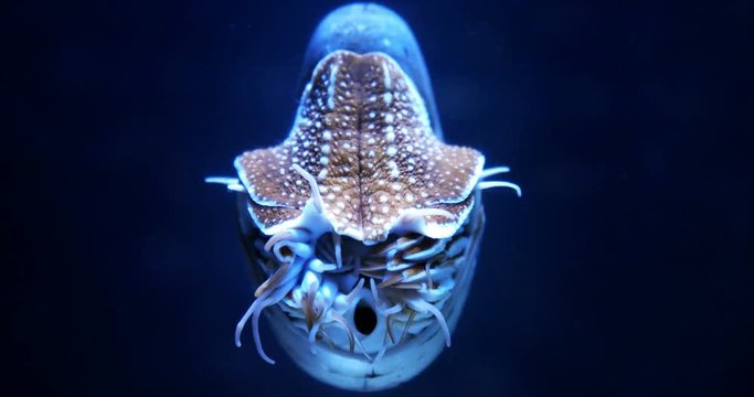 Nautilus mollusk looking straight at the camera lit from above in dark sea