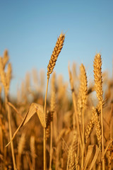 Altın renkli buğday başakları