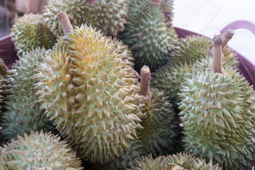 Naklejka na ściany i meble Fresh durian