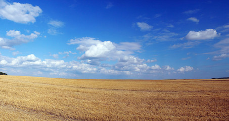 Fototapeta na wymiar Panorama of summer field