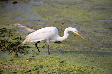 Great White Heron (Ardea alba) in mossy water wetlands