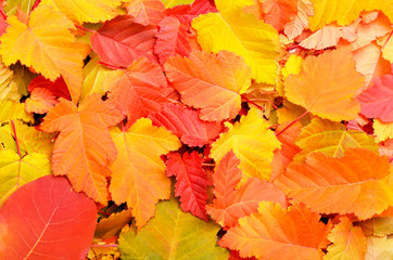 Autumn leaves background.