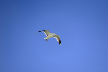 Fototapeta na wymiar Soaring Seagull