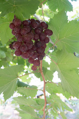 Fresh violet grapes