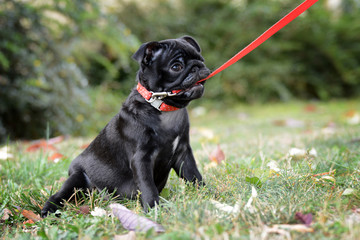 Small black puppy pug.