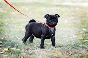 Small black puppy pug.