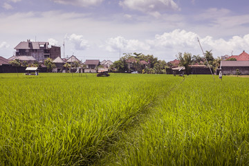 Fototapeta na wymiar Small village in the rice field