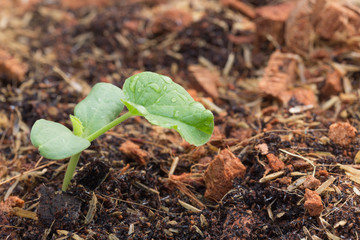 close up young plant growing