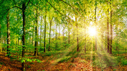 Wald mit Sonnenstrahlen © Günter Albers