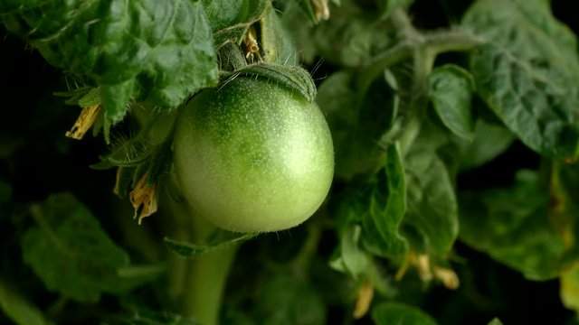 Time-lapse of a tomato growing. Fruit does not ripen in this clip. Studio shot over black.