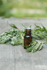 motherwort essential oil container with motherwort flowers