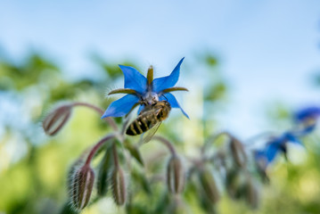 Biene sammelt Nektar an einer Borretsch Blüte © focus finder