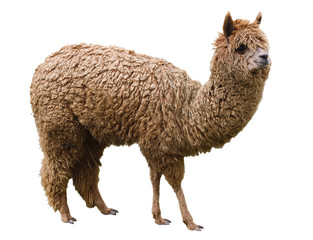 Alpaca, pet, isolated on a white background