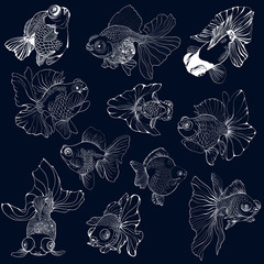 Goldfish - set of vector drawings. Use printed materials, signs, posters, postcards, packaging.