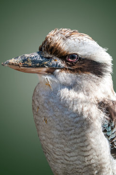 Dacelo Novaeguineane or Kookaburra