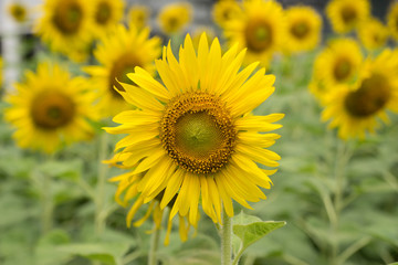 Obraz premium sun flower in city