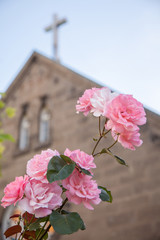 Pink rose and the church