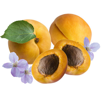  apricots fruits and flowers, isolated