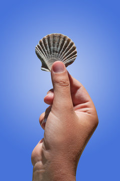 Shell of a Scallop