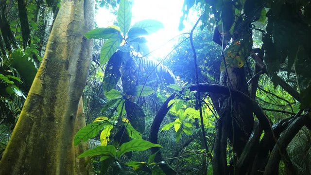 Beam of sun lights through twisted liana after last drops of rain in rainforest