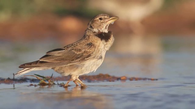 Calandra lark, Melanocorypha calandra, Single bird by water, Spain, July 2016