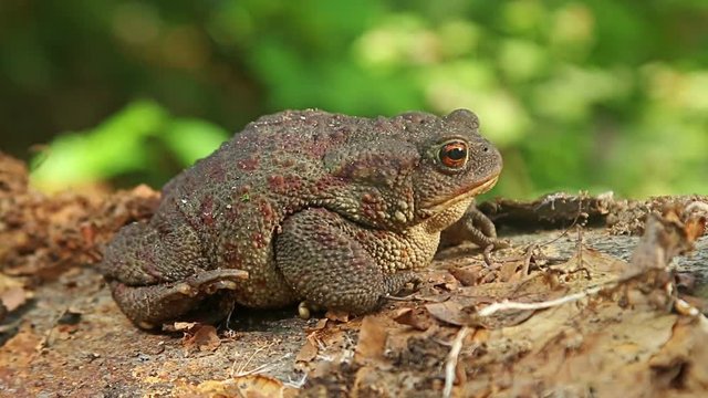 Close up macro shot of Common Toad in wild birch forest sitting on the ground and stump